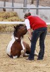 Photo albulle/datas/photos/3_saison_2010/04_chavannes_des_bois_6_au_9_mai_2010/18c_animation_dressage/IMG_0679.JPG