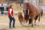 Photo albulle/datas/photos/3_saison_2010/04_chavannes_des_bois_6_au_9_mai_2010/18c_animation_dressage/IMG_0682.JPG